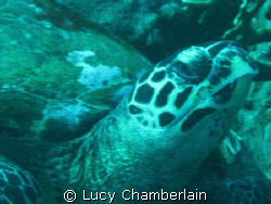 Turtley Awesome! by Lucy Chamberlain 